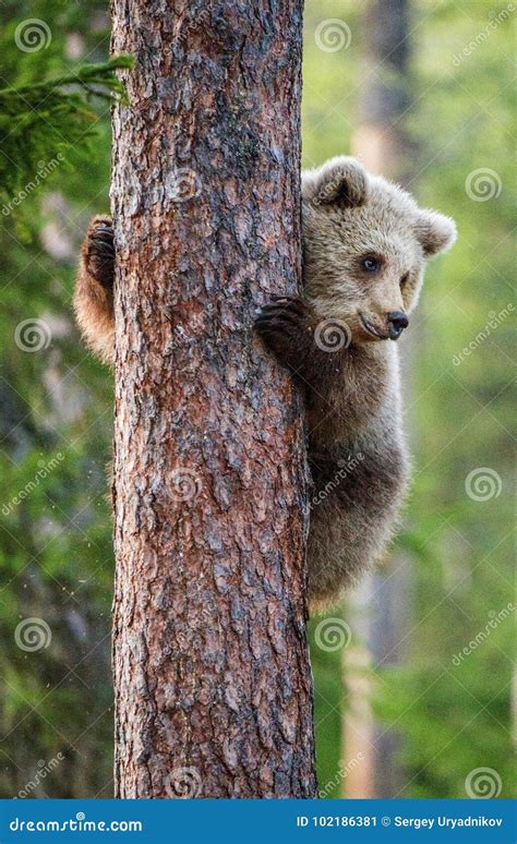 Cub Of Brown Bear Climb On The Tree Stock Image Image Of Arctos