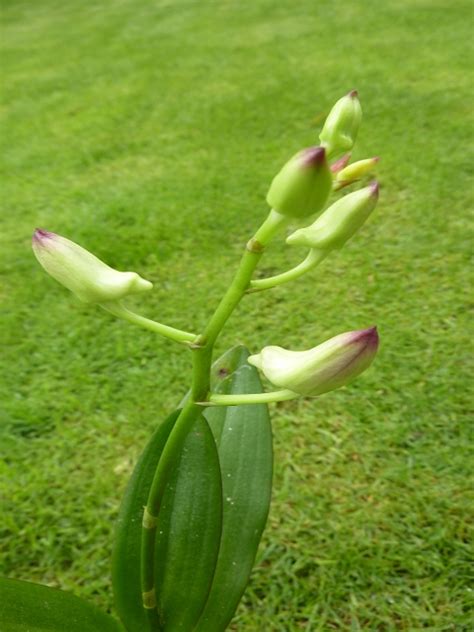 Dendrobium Emma Type Magenta Dendrobium Spezies Und Hybriden