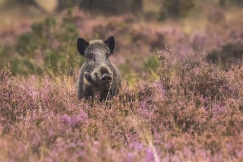 Milieunormen In Het Omgevingsplan Damst