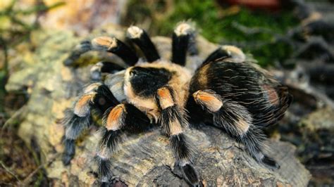 Tarantula 4k Tarantula 1031886 Hd Wallpaper And Backgrounds Download