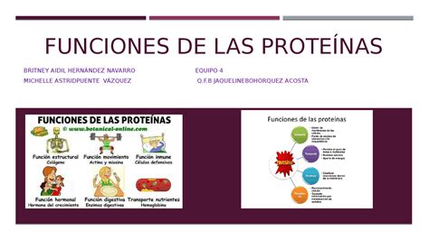 Funciones De Las Proteinas Dinami