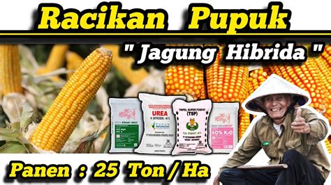 Racikan Mautpupuk Untuk Jagung Hibrida Cuma Modal Jenis Pupuk