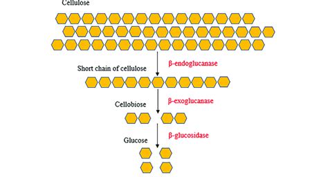 Schematic Flow Of Cellulase Enzymes Over The Degradation Of The