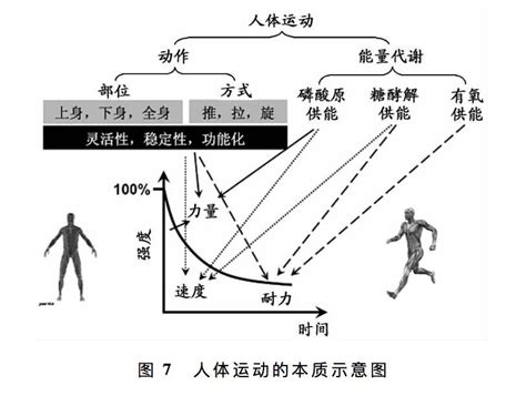 动作与能量代谢 人体运动的本质下 知乎