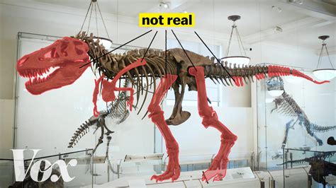 How Scientists Solved This Dinosaur Puzzle Youtube