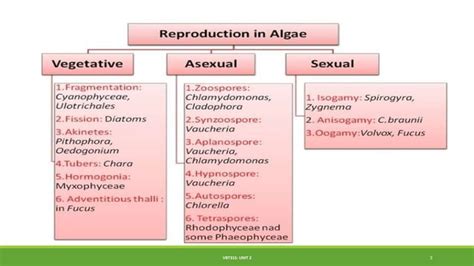 Reproduction Life Cycle Of Micro And Macro Algae PPT