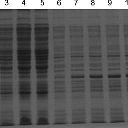 SDS PAGE Analysis On The Expression Of RGRA2 Protein In E Coli BL21