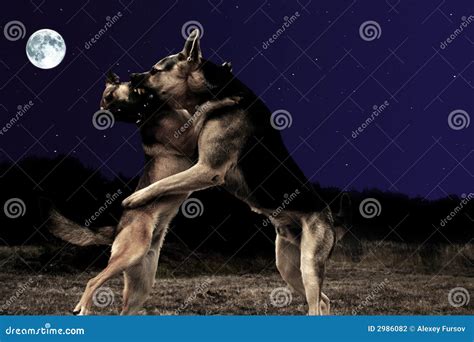 Dogs waltz stock photo. Image of full, fighting, alsatian - 2986082