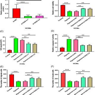 GAS 5 Knockdown Attenuated Hypoxiainduced Cell Injuries In HCMs A