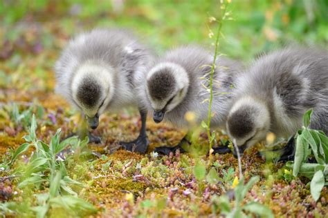 Hvitkinngås (Branta leucopsis) | Morten Ross