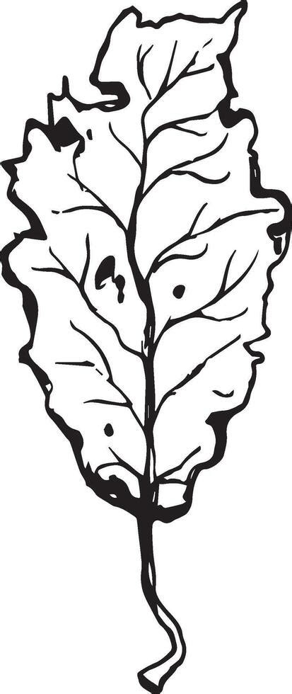 Hand drawn black leaves. Vintage leaf, great design for any purposes. 40188166 Vector Art at ...