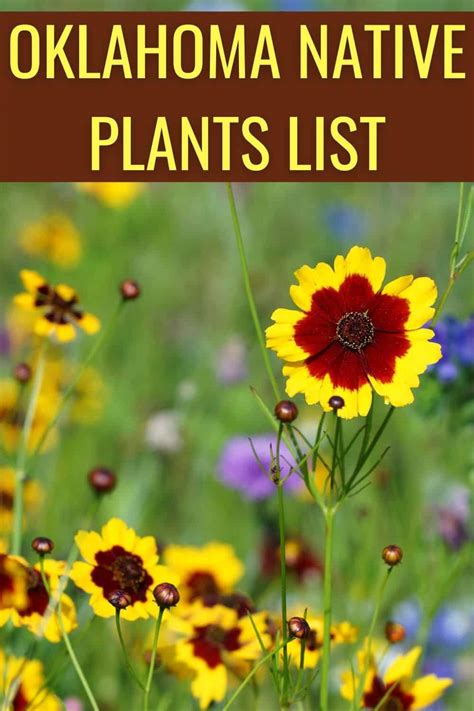 Oklahoma Native Plants List: 14 Stunning Garden Flowers