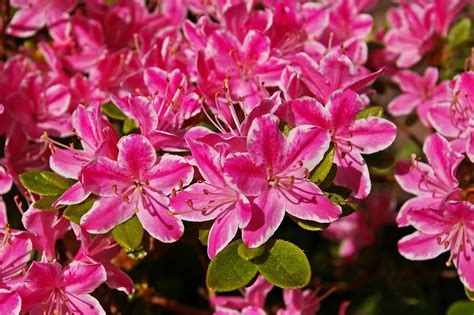 Azalea Garden Ornamental Shrub - Free photo on Pixabay - Pixabay