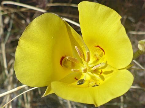 Three Petalled Flower Photos Of Calochortus Aureus Liliaceae