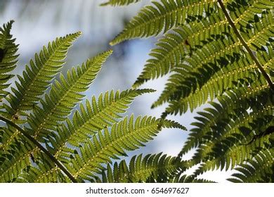 New Zealand Tree Fern Stock Photo 654697627 | Shutterstock