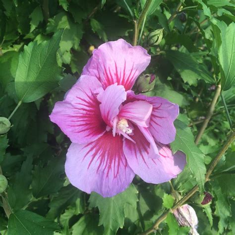 Hibiscus Flower Tower Purple Herman Geers