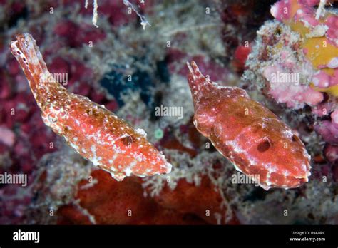 This Pair Of Broadclub Cuttlefish Are Caught Performing Their Mating