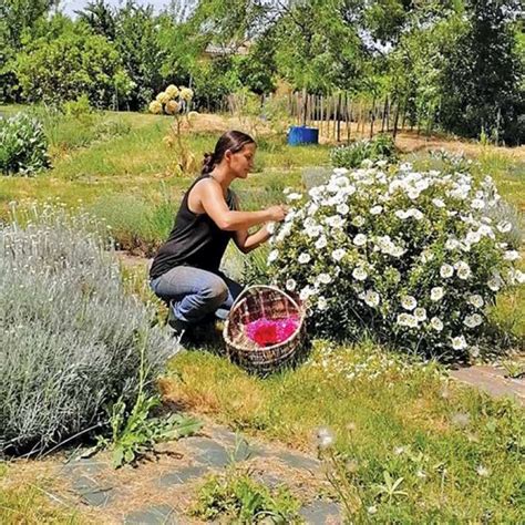 Le Jardin Des Shamans Annuaire Des Herboristes Plantes Et Sant