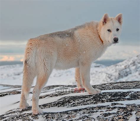 Greenland dog popularity, price, lifespan, origin, colors, temperament