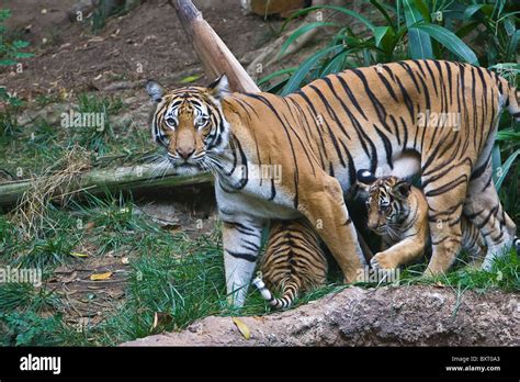 Malayan female tiger and cubs in grass Stock Photo - Alamy