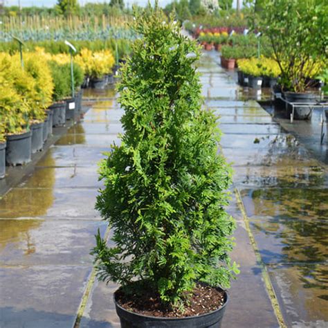 Туя западная Degroot`s Spire (Дегрутc Спаер) - купить недорого