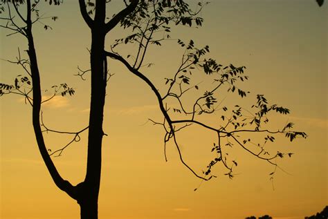 Wallpaper Sunlight Sunset Nature Red Sky Silhouette Branch Sunrise Yellow Camera