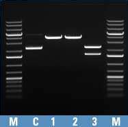 Enzymes De Restriction FastDigest Thermo Scientific Thermo Fisher