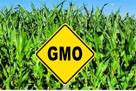 Genetically Modified Crops Advantages And Disadvantages