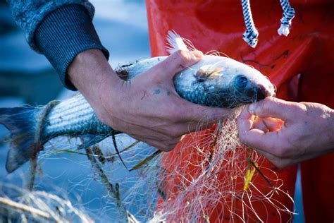 Artes De Pesca Más Usadas En España Esenciadelmar