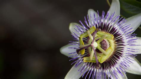 Passion Fruit Flower Wallpapers Wallpaper Cave