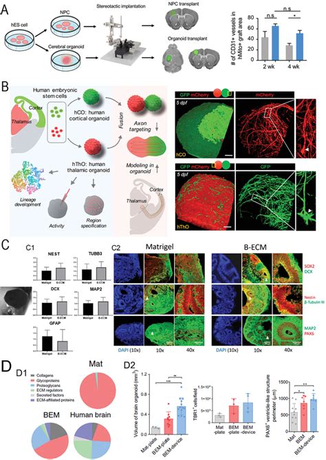 Brain Organoids Bioengineering Through The Use Of Supporting