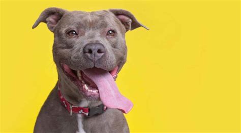 Types Of Pitbulls Differences Appearances Traits And Pictures