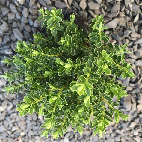 Hebe buxifolia - Boxwood Hebe (4.5" Pot) | Little Prince of Oregon Nursery