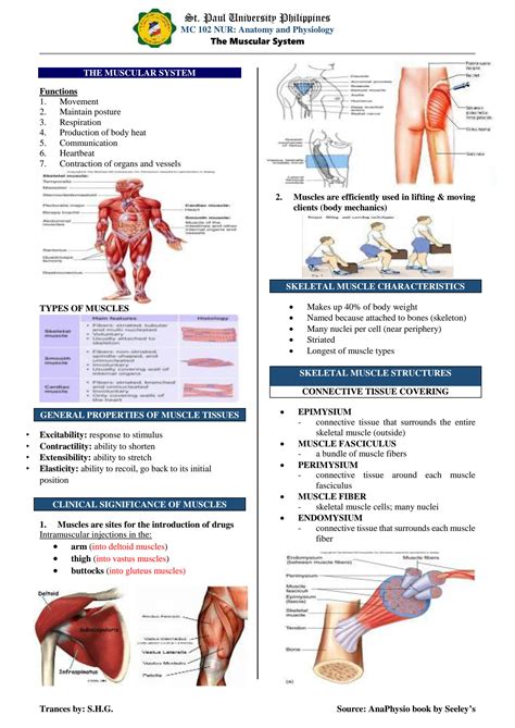 Solution Anatomy And Physiology Muscular System Reviewer Seeleys