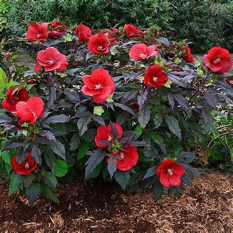 Red Hibiscus Shrubs For Sale Wholesale Plants Online Garden Shrubs