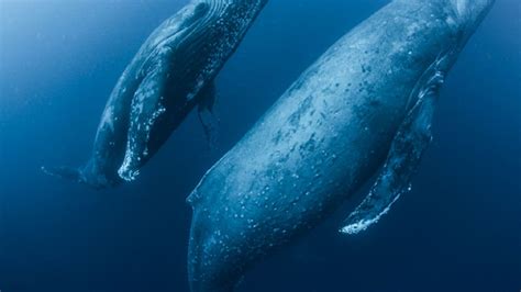 Descubren Una Nueva Especie De Ballena Azul Gracias A Su Original Canto