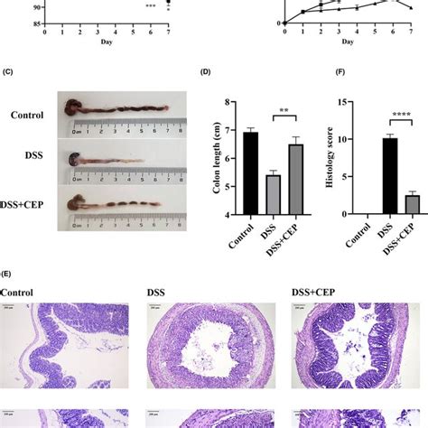 In Vivo Effects Of Mesalazine Treatment On Dss Induced Colitis A