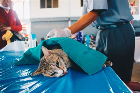 Katze kastrieren Mit diesen Kosten müssen Sie rechnen