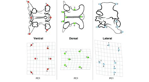 Position Of Landmarks Used For Geometric Morphometric Analysis Of