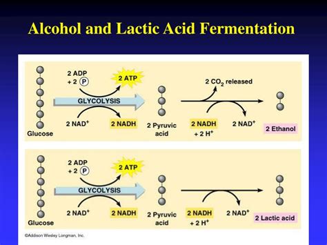 Ppt Chapter 5 Microbial Metabolism Powerpoint Presentation Id1183821