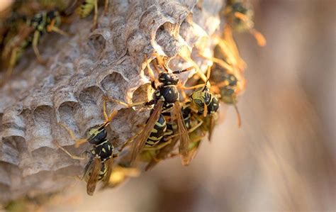 Wasps In Charlotte A Comprehensive Guide To Wasp Removal And