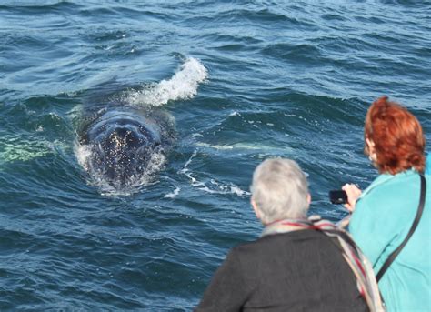 Eden Whale Festival Whale Watching Charters - Eden Whale Festival