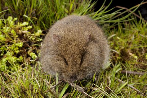 fact file broad toothed rat mastacomys fuscus australian geographic