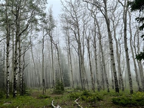 Hiking in the Rain: 9 Essential Tips and The Ultimate Guide to Enjoying ...