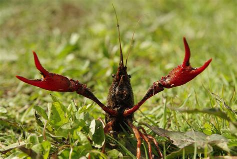 Espèce invasive les dangers que représentent les écrevisses de