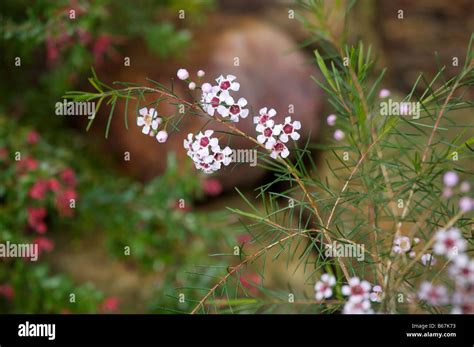 Chamelaucium uncinatum Fotos und Bildmaterial in hoher Auflösung Alamy