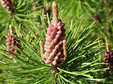 Pinus Sylvestris Scots Pine Identification Guide