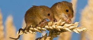 What Do Field Mice Eat? Find Out the Food Habits of the Field Mouse