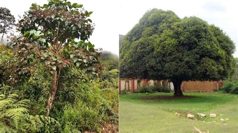 Árbol de la quina el símbolo del reino vegetal presente en el Escudo