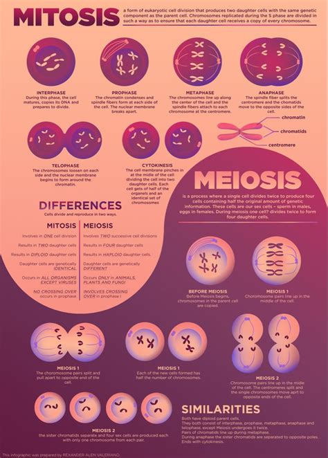 Meiosis And Mitosis Comparison Study Biology Teaching Biology